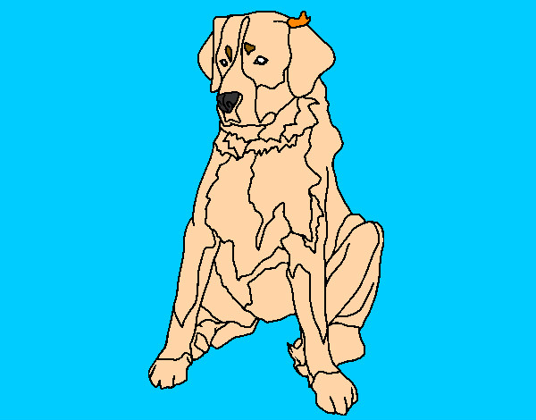 Dibujo Labrador pintado por antitto