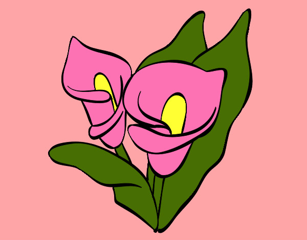 lirio rosa