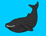Dibujo Orca pintado por antitto
