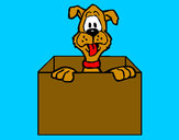 Dibujo Perro dentro de caja pintado por antitto