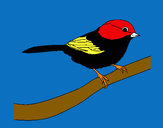 Dibujo Pájarito pintado por izco6