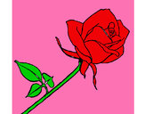 Dibujo Rosa pintado por aurora1