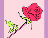 Dibujo Rosa pintado por DIVINAS123