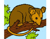 Dibujo Ardilla possum pintado por hpna