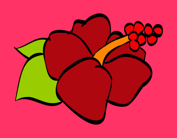 Dibujo Flor de lagunaria pintado por ktita48