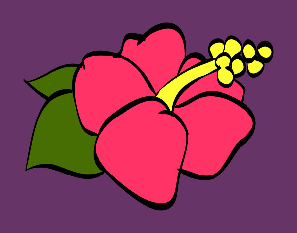 flor de lagunaria