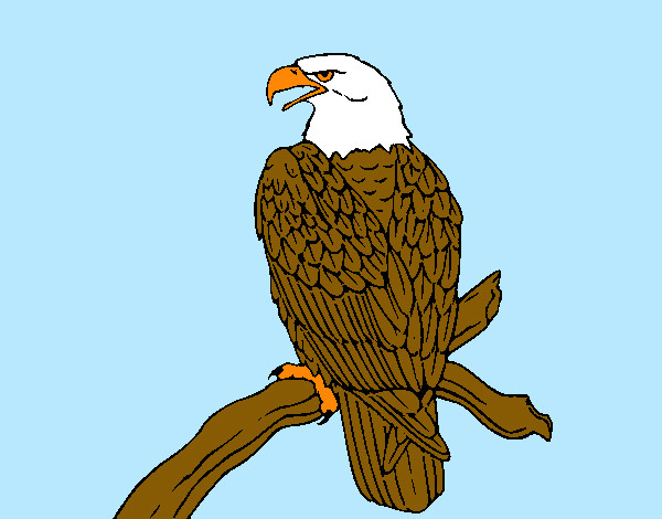 Dibujo Águila en una rama pintado por hectormora