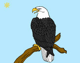 Dibujo Águila en una rama pintado por lamorales