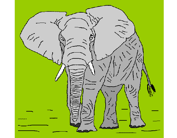 Dibujo Elefante 1 pintado por Bego