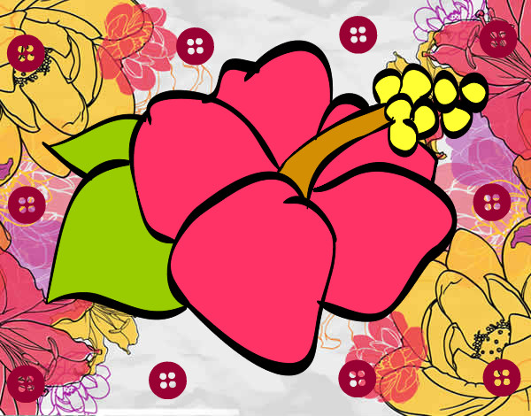 Dibujo Flor de lagunaria pintado por ximena01