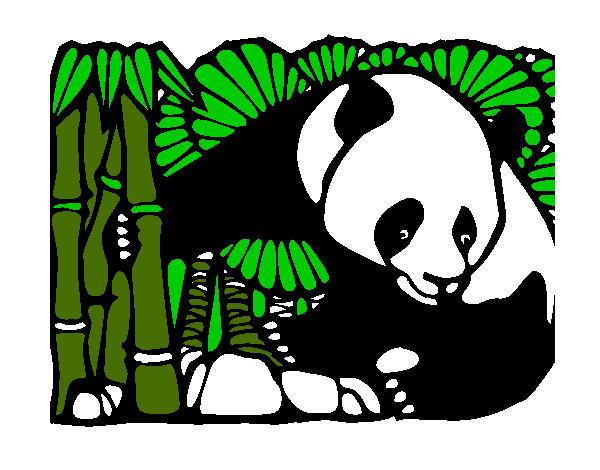 oso panda come bamboo!!!