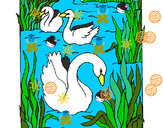 Dibujo Cisnes pintado por fanyo