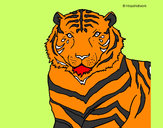 Dibujo Tigre 3 pintado por yuri4011