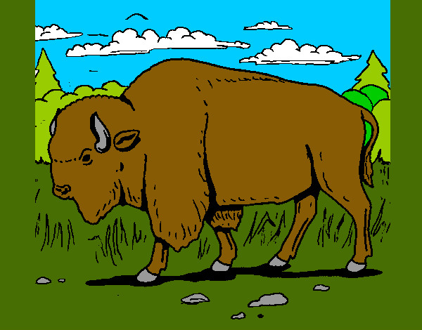 bufalo :3