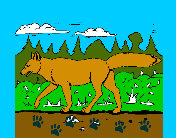 Dibujo Coyote pintado por fgperotti