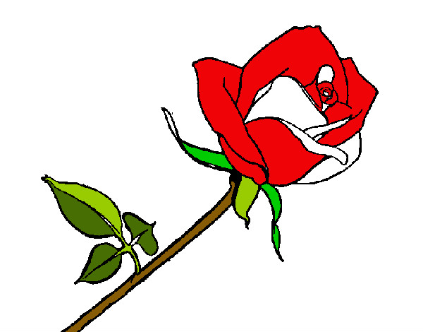 la rosa