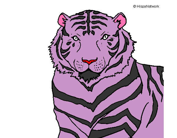 tigre10