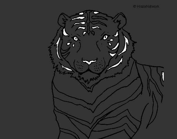 pantera tigre