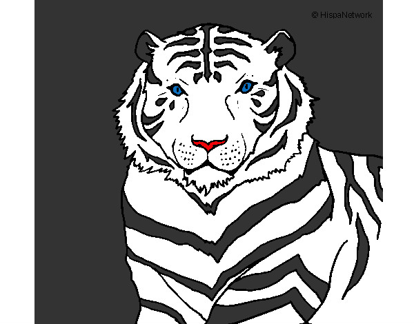 tigre de vengala