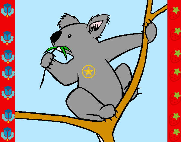 mi koala