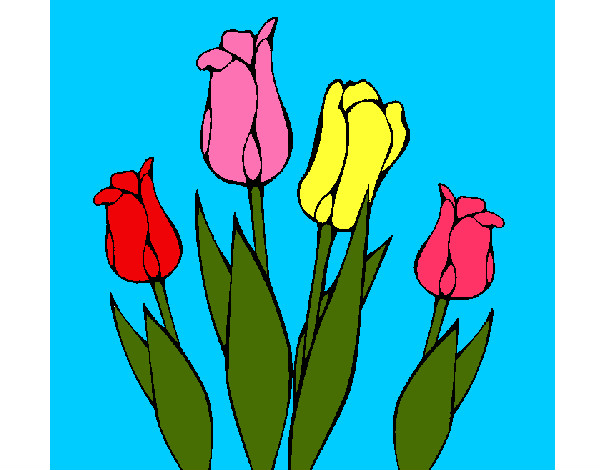 tulipanes*O*
