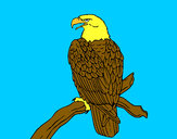 Dibujo Águila en una rama pintado por jitjat123