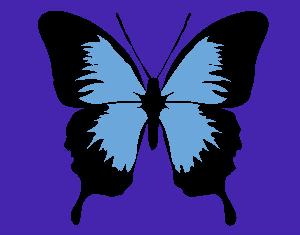 Mariposa maelosa