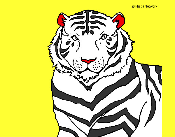 Dibujo Tigre 3 pintado por gharhophez