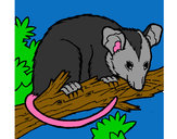 Dibujo Ardilla possum pintado por CandeMaria