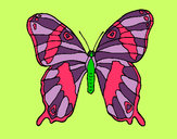 Dibujo Mariposa 7a pintado por agus1