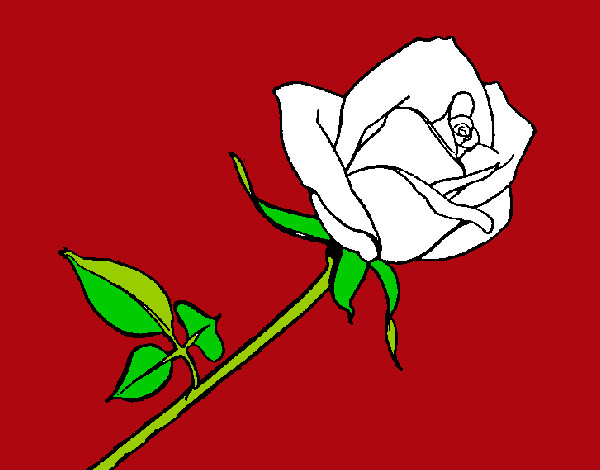 Rosa