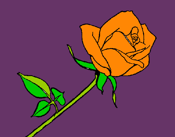 Rosa