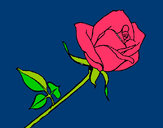 Dibujo Rosa pintado por queyla