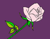 Dibujo Rosa pintado por queyla