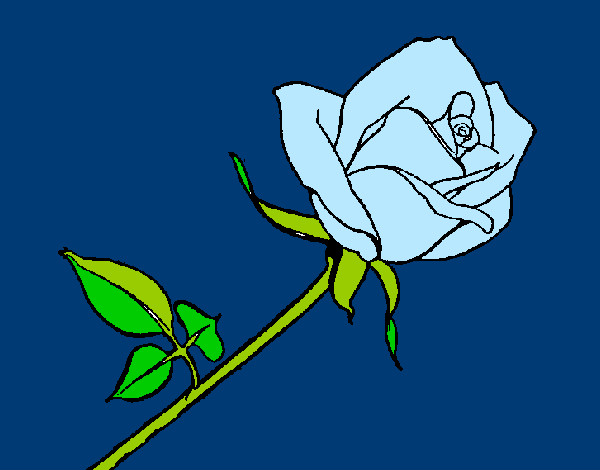 Rosa