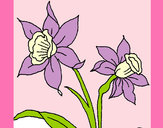 Dibujo Orquídea pintado por annycristi