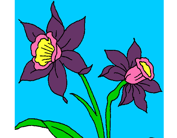 Dibujo de Orquídea pintado por Porchaco10 en  el día 26-05-12 a  las 01:03:28. Imprime, pinta o colorea tus propios dibujos!