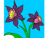 Dibujo Orquídea pintado por Porchaco10