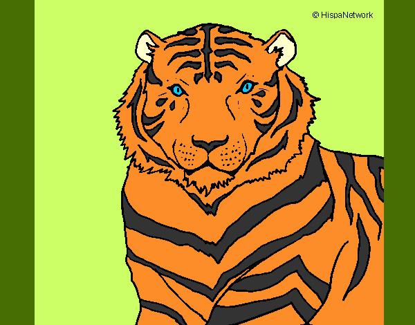 Dibujo Tigre 3 pintado por biancaviol