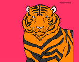 Dibujo Tigre 3 pintado por javi12233