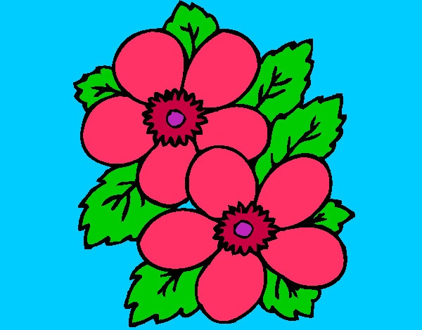 dos flores