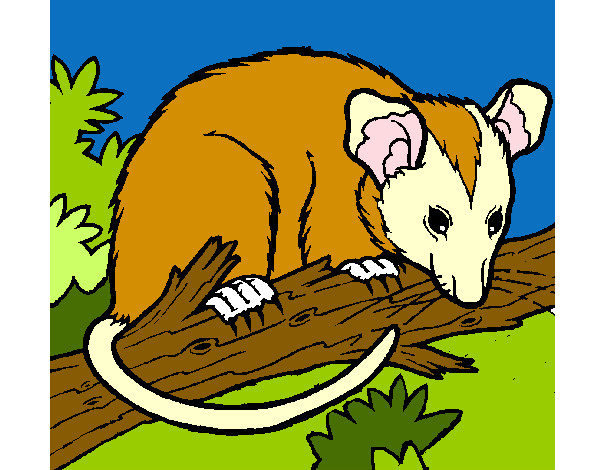 Dibujo Ardilla possum pintado por jeji