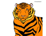 Dibujo Tigre 3 pintado por marjoca