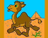 Dibujo Camello 1 pintado por MACEDONIA