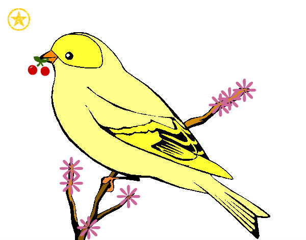 https://cdn5.dibujos.net/dibujos/pintados/201226/canario-salvaje-animales-aves-pintado-por-sorey-9747893.jpg