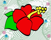 Dibujo Flor de lagunaria pintado por giselle16