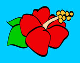 Dibujo Flor de lagunaria pintado por Cucky