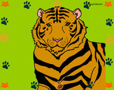 Dibujo Tigre 3 pintado por pivix