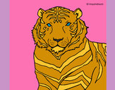 Dibujo Tigre 3 pintado por saritae