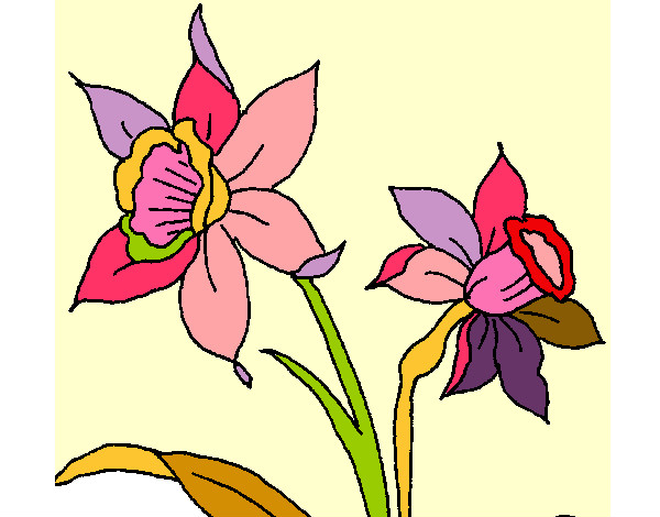 Dibujo Orquídea pintado por solsticio